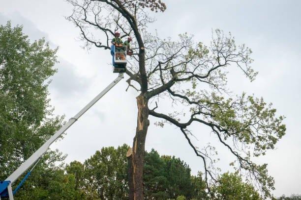 Best Tree Removal for Businesses  in Prosser, WA